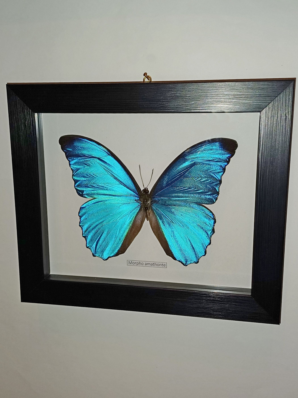 Бабочка Morpho amathonte в рамке
