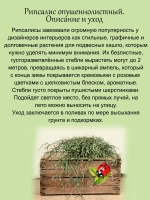 Рипсалис опушеннолистный суккулент ампельный