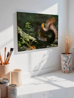 Картина на стену 40 X 50 Белка