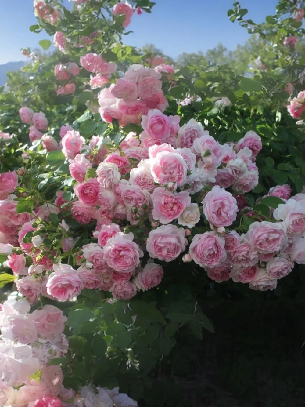 Роза плетистая Жасмина