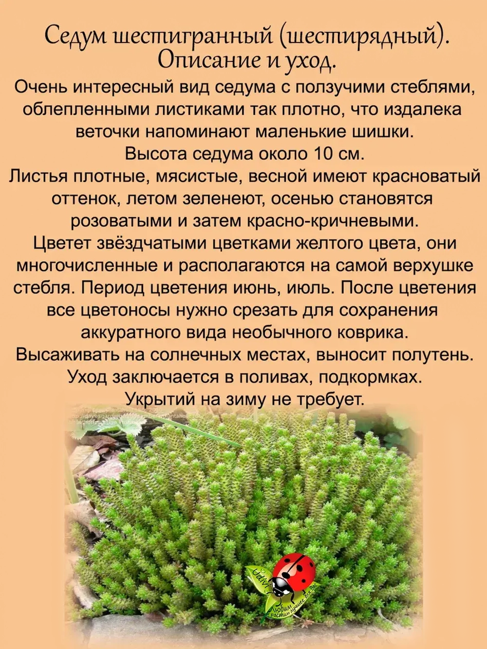 Седум Шестигранный шестирядный очиток