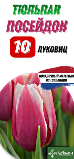 Тюльпан Луковица, Посейдон, 10шт