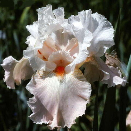 Ирис бородатый Фрейппе