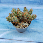 Tephrocactus Molinensis Red Glochids (Тефрокактус)