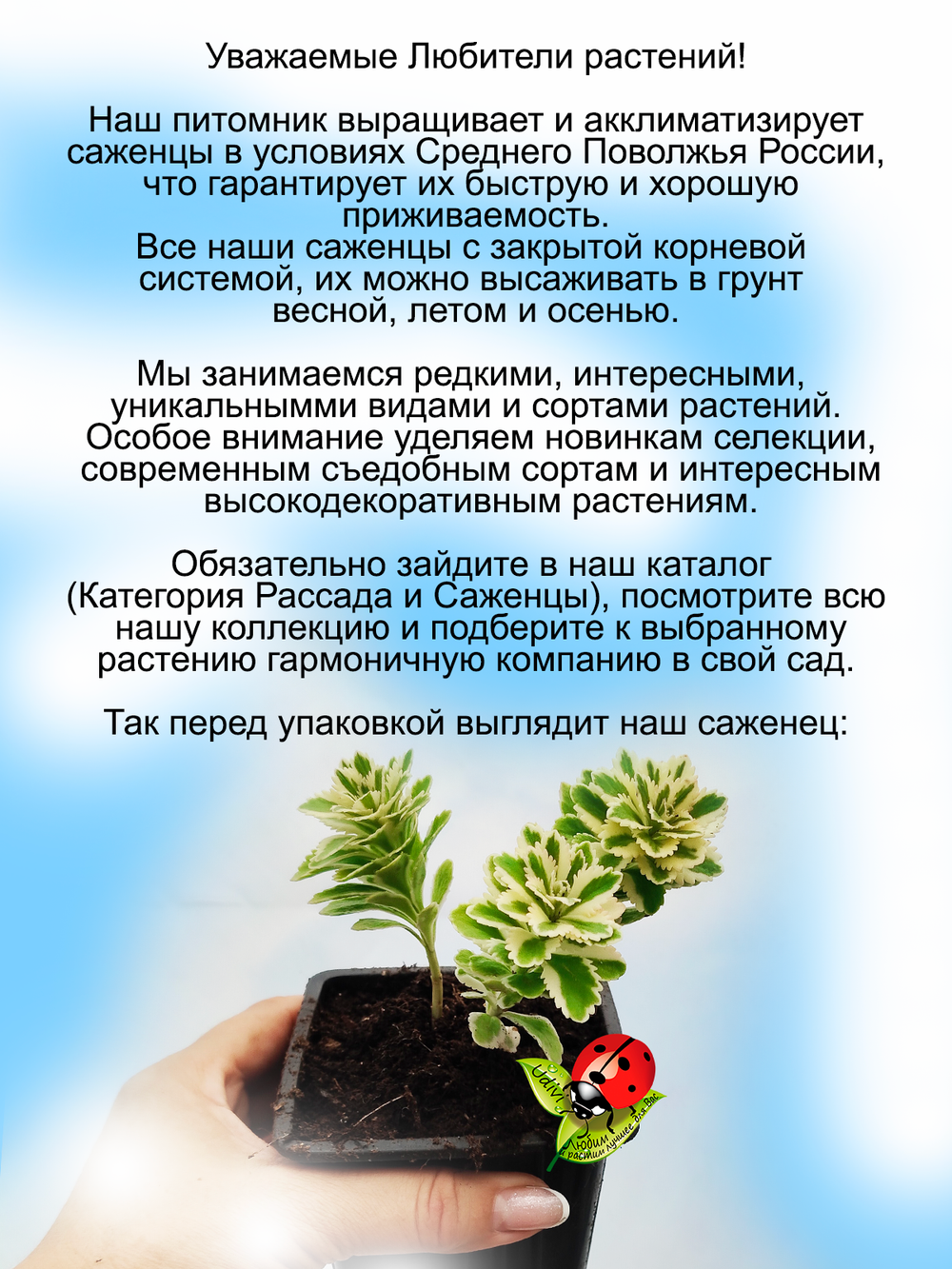 Седум Атлантис такесимский многолетний
