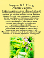 Живучка Золотой Слон Gold Chang аюга