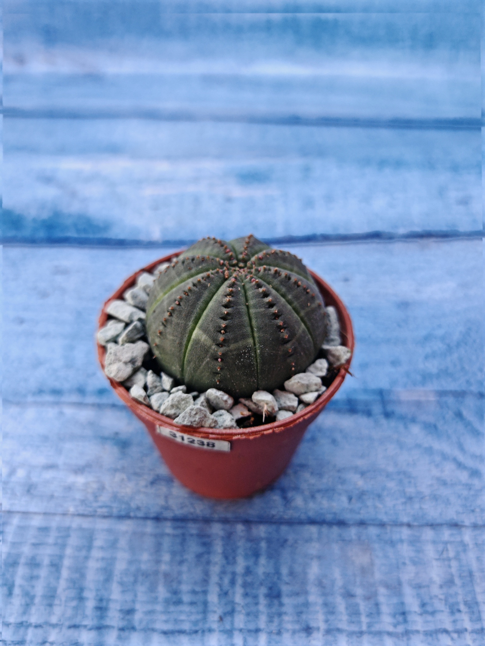 Суккулент Euphorbia Obesa (Эуфорбия)