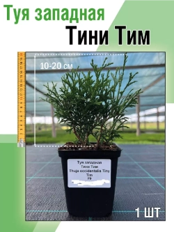 Саженец Туя западная Тини Тим