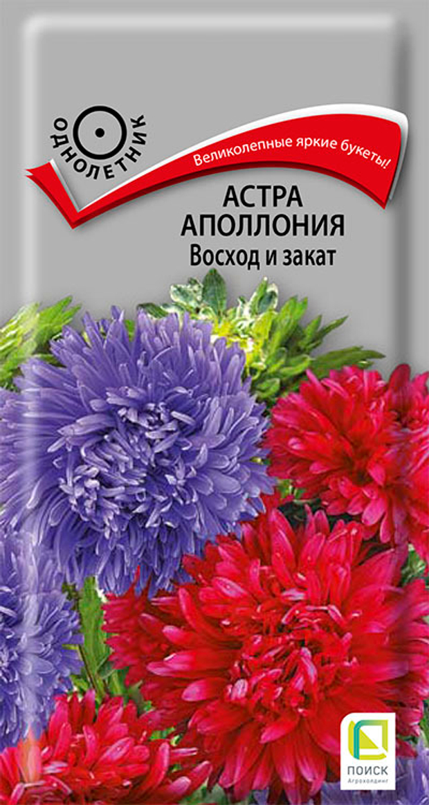Астра Аполлония Восход и закат