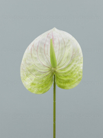 Антуриум Элайза Мини