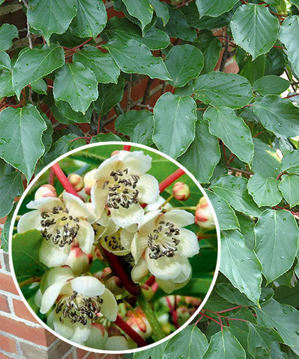 Актинидия аргута Вейки (мужской)