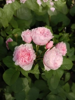 Роза флорибунда Гартентрауме