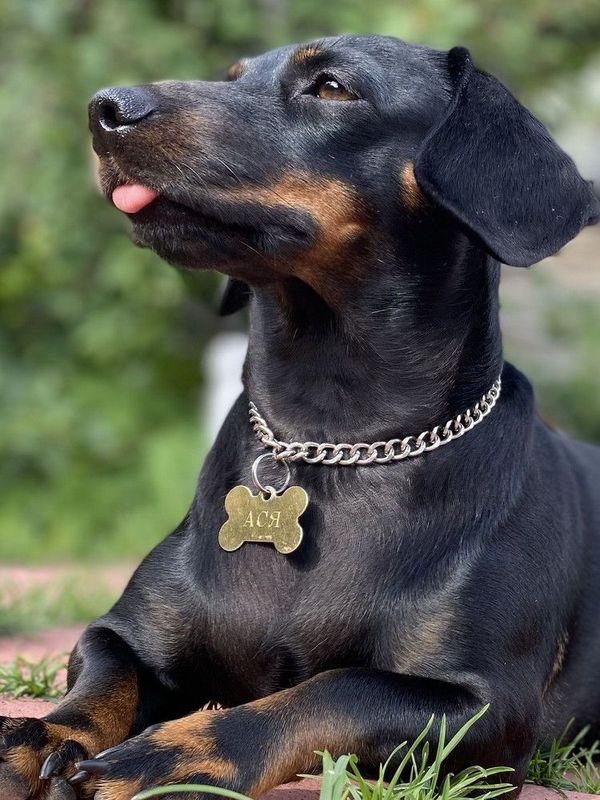 Адресник с гравировкой, для собак и кошек, большая черная косточка 38*25мм (металл)