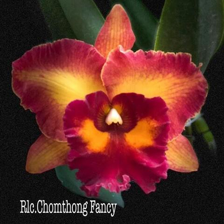 Орхидея ринхолелиокаттлея RLC. CHOMTHONG FANCY