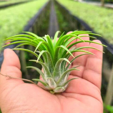 Тилландсия ionantha Druid R (T32)