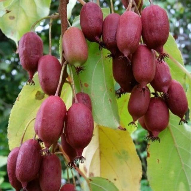 Актинидия