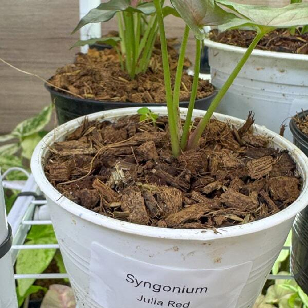 Сингониум JULIA RED