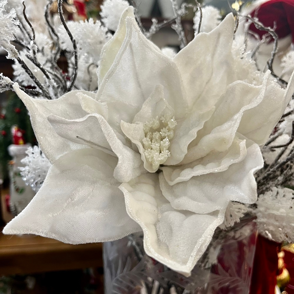 Пуансеттия на стебле белая