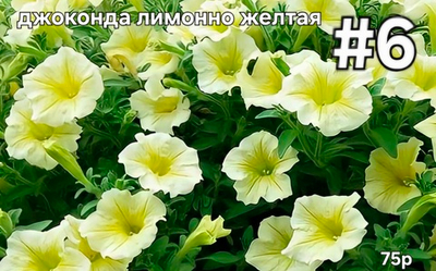 РАССАДА ПЕТУНИИ ДЖОКОНДА ЛИМОННО ЖЕЛТАЯ № 6