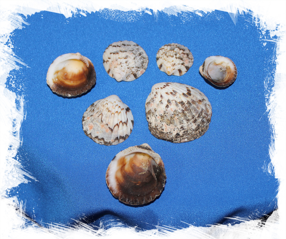 Каракол Пинта, 3-5см, 100гр, 11шт