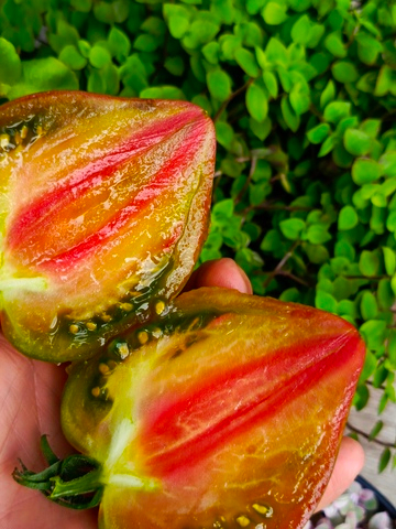 Волшебная радуга томата