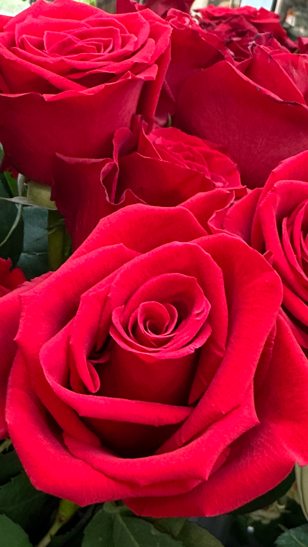 Букет микс роз 31 шт +медведь