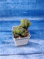 Cereus Peruvianus Monstrosus (Цереус)