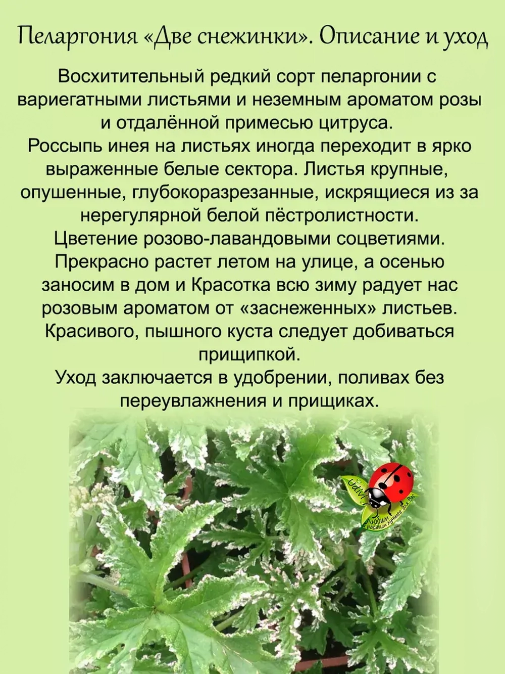 Пеларгония Две снежинки пёстролистная аромат розы