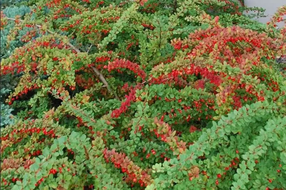 Барбарис Тунберга Грин Карпет С3 Закупка М60 июнь 2026