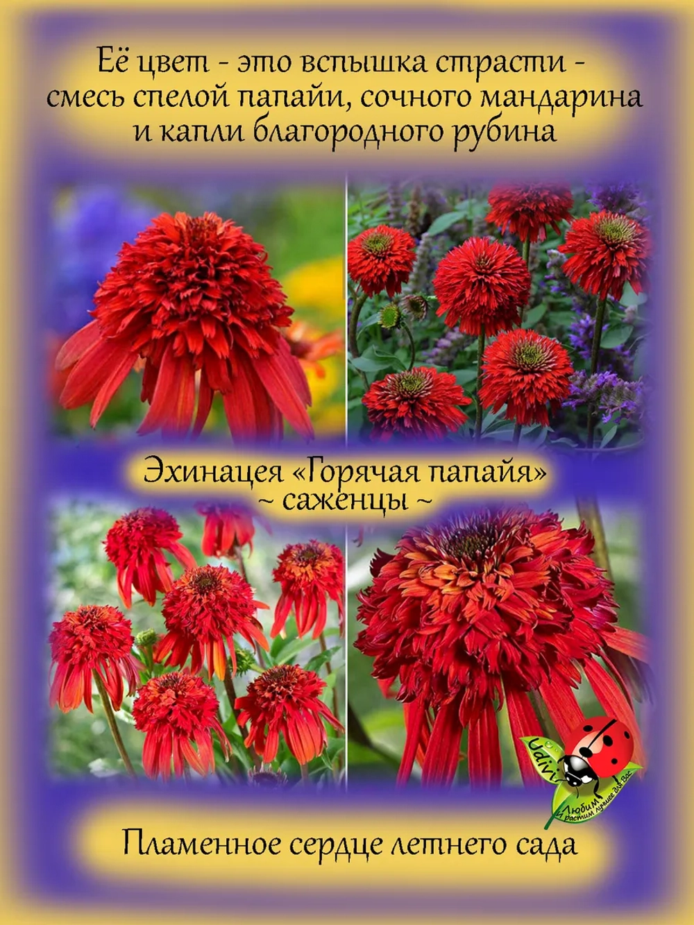 Эхинацея Горячая папайя Хот папайя