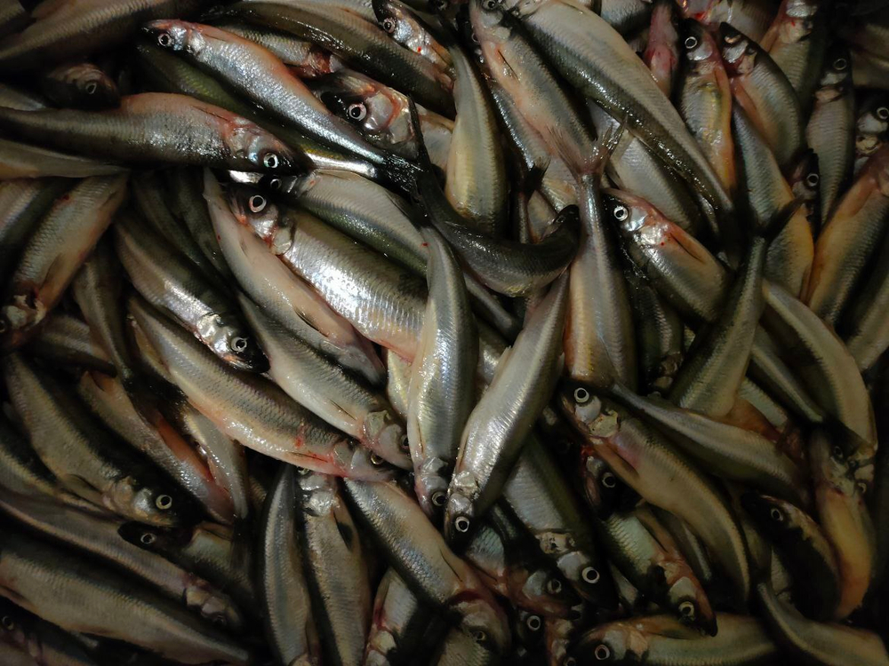 Корюшка свежая в ноябре