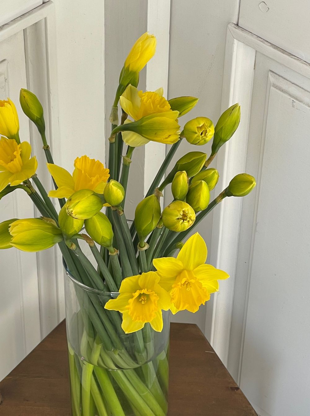 Нарцис желтый