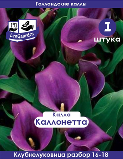 Калла Клубнелуковица, Каллонетта, 1шт. Разбор 16/18
