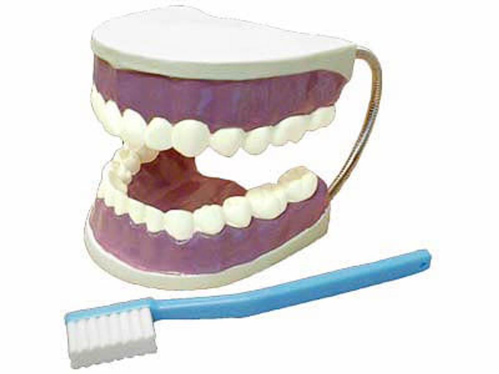Модель Гигиена зубов