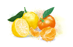 Основа для лимонадов и коктейлей WATSON SAYS Киви - Фейхоа 1кг