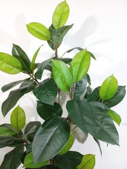 Искусственное растение Фикус Эластика зеленый 130см в кашпо