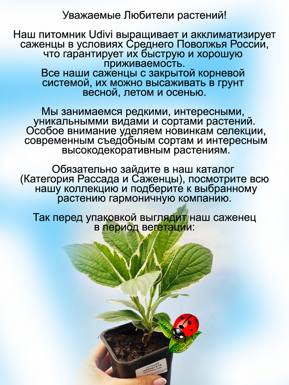 Гортензия Вариегата Триколор пёстролистная