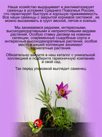 Подснежник Фиолетово-голубой прострел первоцвет