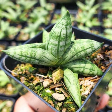 Сансевиерия MANEE