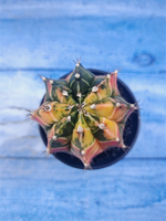 Gymnocalycium Variegata (Гимнокалициум Вариегатный)