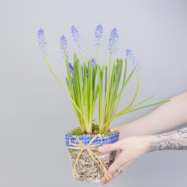 Композиция с первоцветами Мускари моно