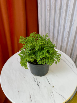 Пилея мелколистная, D11см H25см, 1шт, Россия