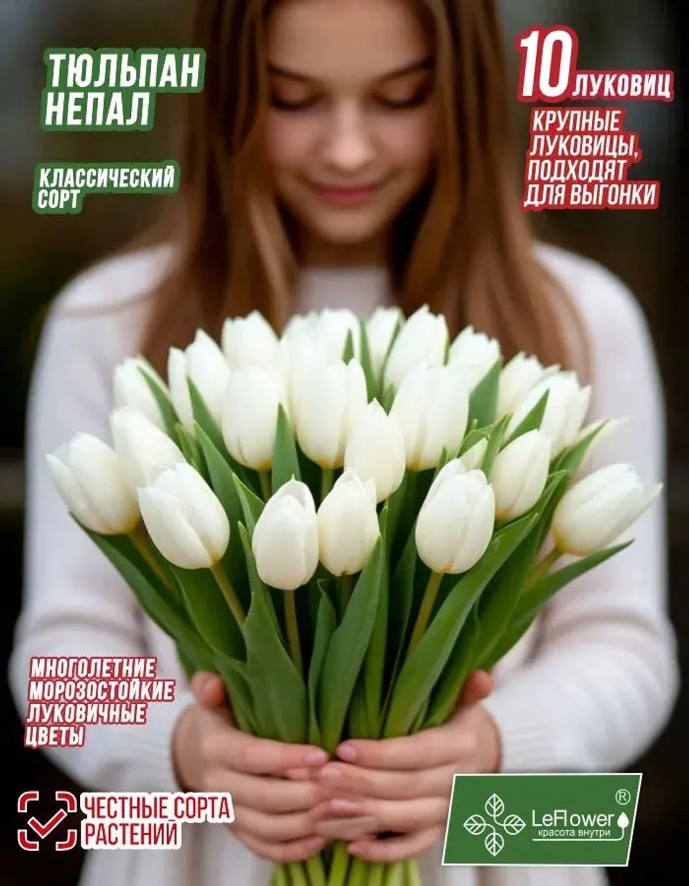 Тюльпан Луковица,Непал, 10шт крупные