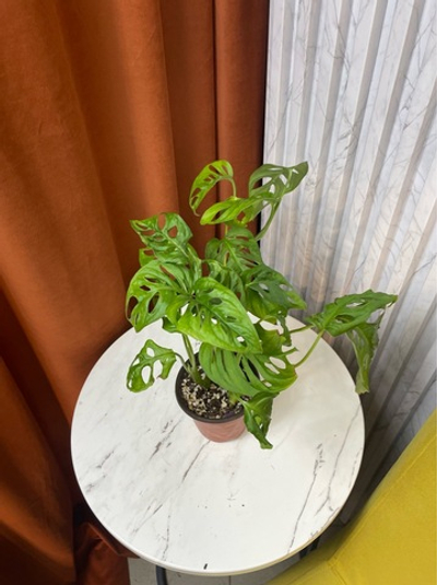Монстера Адансона (Манки), D9см Н30см, 1шт, Urban Jungle