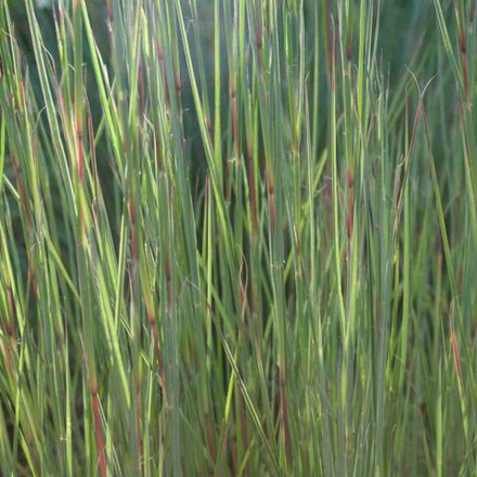 Схизахириум метельчатый "Prairie Blues". Schizachyrium scoparium "Prairie Blues".
