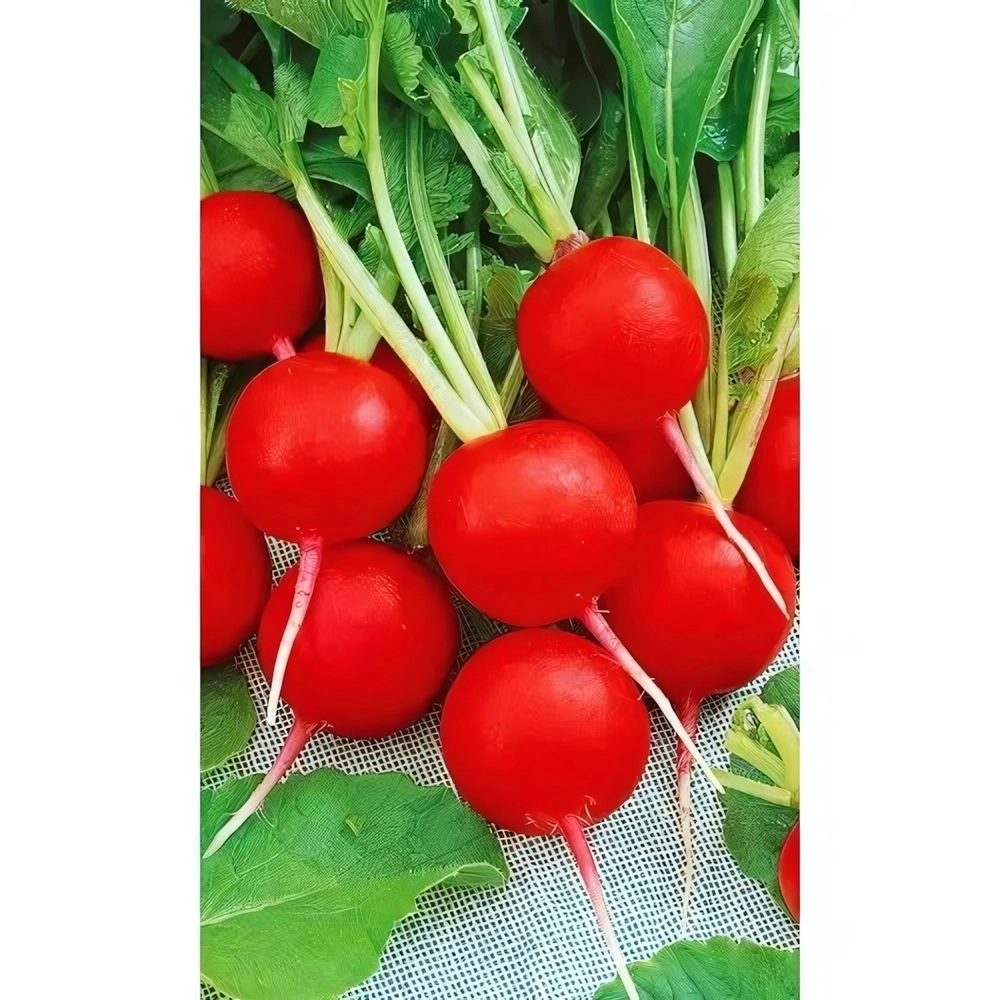 Семена Редис Престо (УД) Е/П