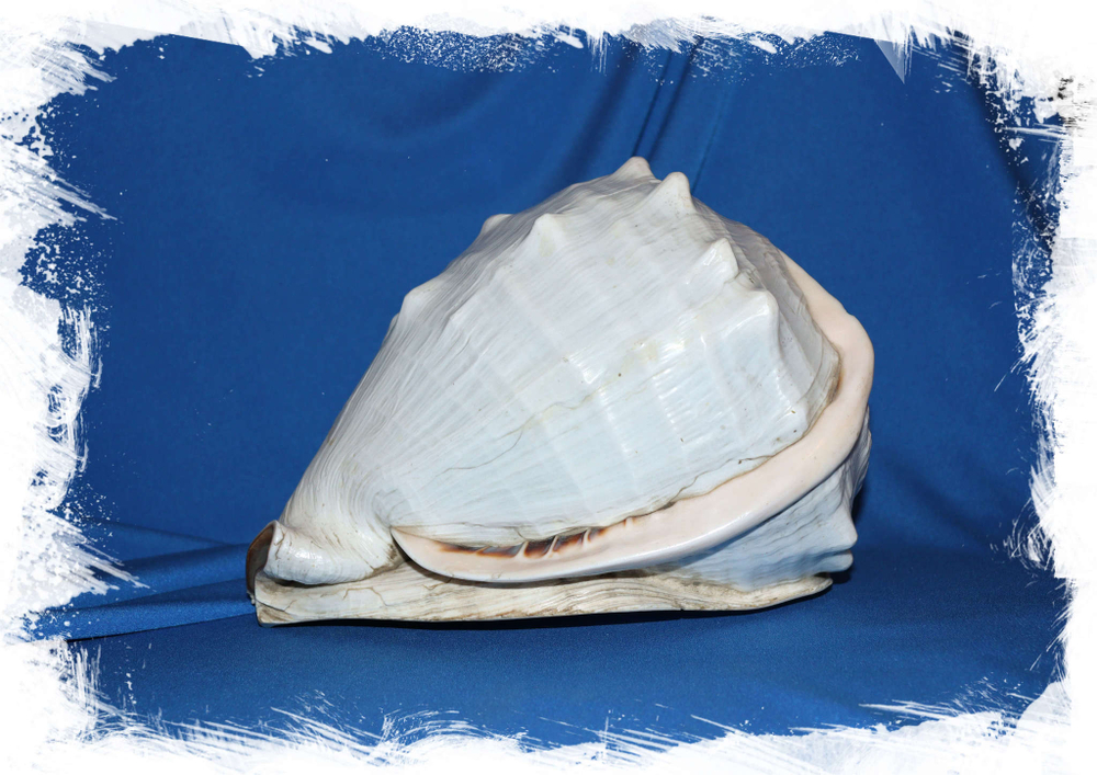 Раковина Кассис мадагаскаренсис (Cassis madagascariensis)