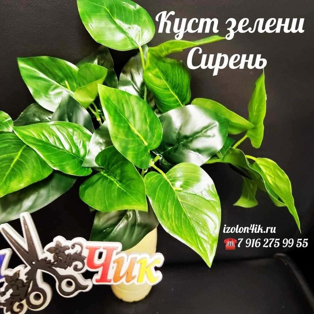 Куст зелени СИРЕНЬ