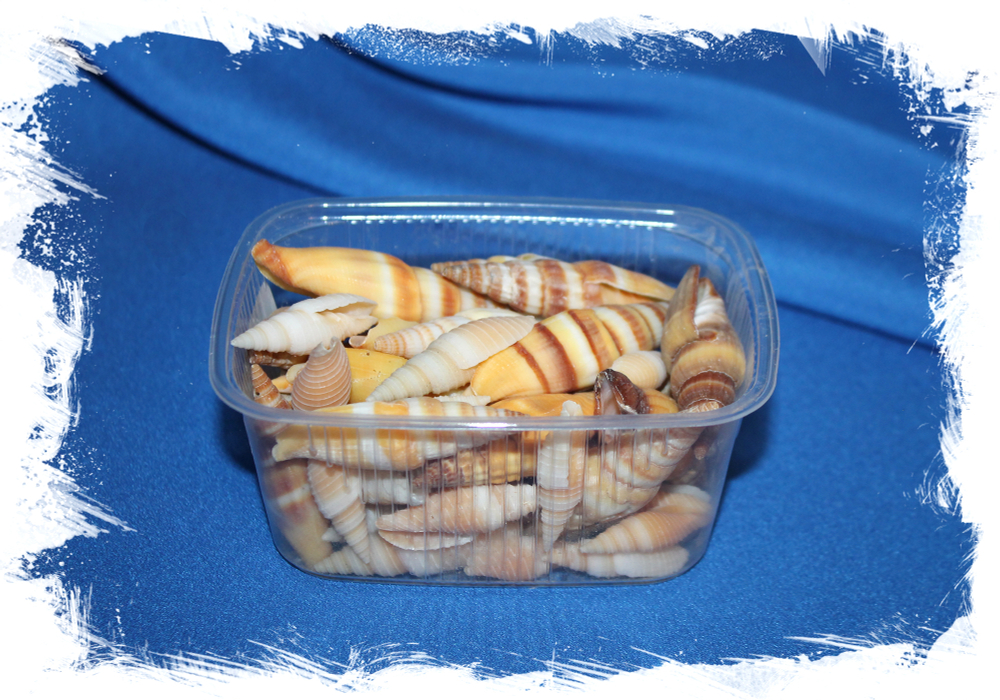 Спиральные ракушки для декора Митра