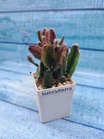 Rhipsalis Augundis (Рипсалис)